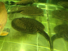 Фото Porcupine river stingray