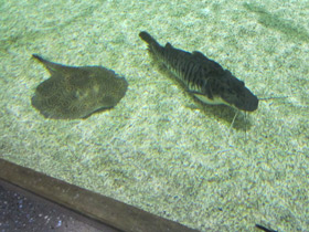 Фото Porcupine river stingray