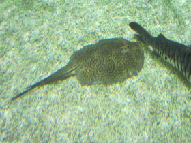 Фото Porcupine river stingray