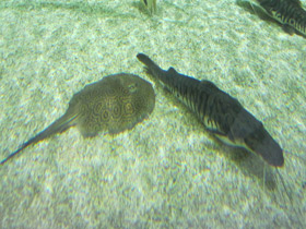 Фото Porcupine river stingray