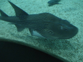 Фото Bowmouth guitarfish