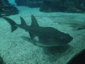 Фото Bowmouth guitarfish