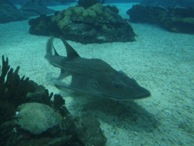 Фото Bowmouth guitarfish