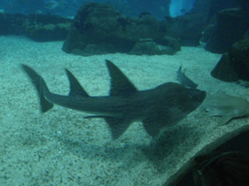 Фото Bowmouth guitarfish