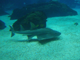 Фото Bowmouth guitarfish