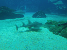 Фото Bowmouth guitarfish