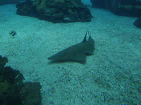 Фото Giant guitarfish