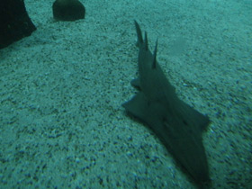 Фото Giant guitarfish