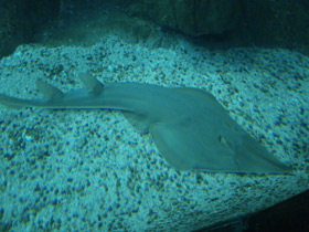 Фото Giant guitarfish