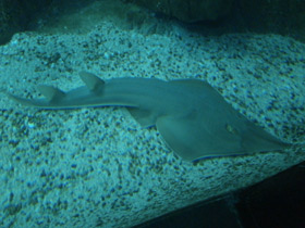 Фото Giant guitarfish