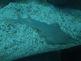 Фото Giant guitarfish