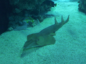 Фото Giant guitarfish