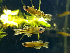 Фото Daisy's Ricefish