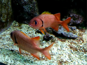 Фото Blackbar soldierfish