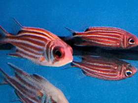 Фото Redcoat squirrelfish