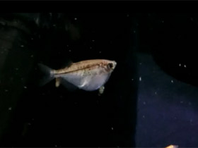 Фото Common hatchetfish