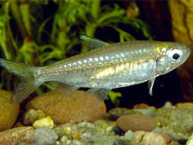 Фото Denticle herring