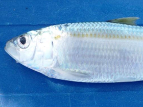 Фото Madeiran sardinella