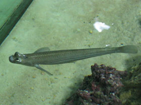 Фото Largescale four-eyed fish