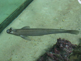 Фото Largescale four-eyed fish