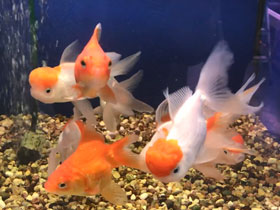 Фото Goldfish