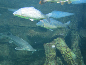 Фото Carpa común