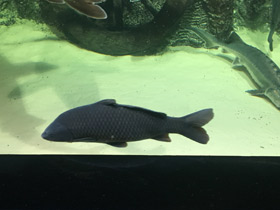 Фото Common carp