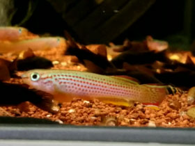 Фото Red-striped Killifish