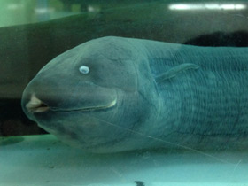 Фото South American lungfish