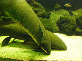 Фото Australian Lungfish