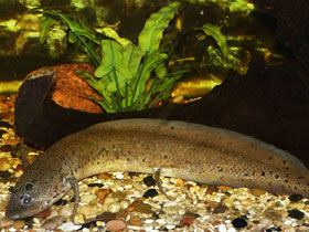 Фото Spotted African lungfish