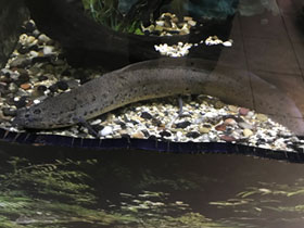 Фото Spotted African lungfish