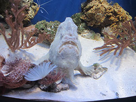 Фото Giant frogfish