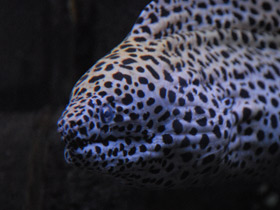 Фото Leopard moray
