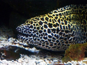 Фото Leopard moray