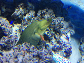 Фото Green moray