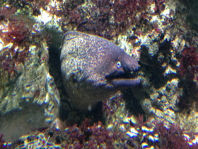 Фото Mediterranean moray