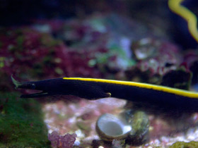 Фото Ribbon eel