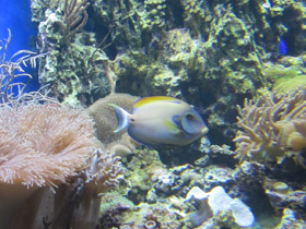 Фото Eyestripe or Hawaiian Surgeonfish
