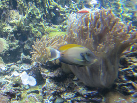 Фото Eyestripe or Hawaiian Surgeonfish