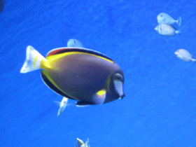 Фото Japan Surgeonfish