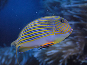 Фото Lined surgeonfish