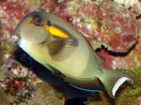 Фото Orange-shoulder Surgeonfish