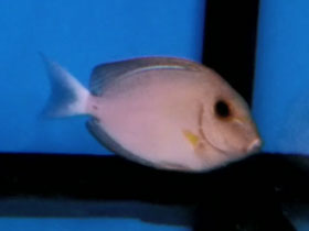 Фото Yellowfin surgeonfish