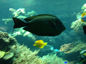 Фото Desjardins sailfin tang