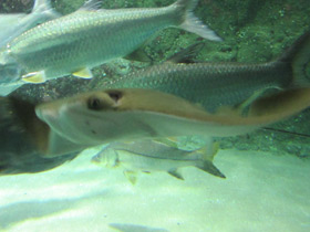 Фото Common snook