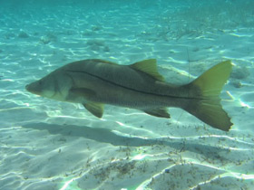 Фото Common snook