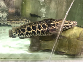 Фото Blotched snakehead