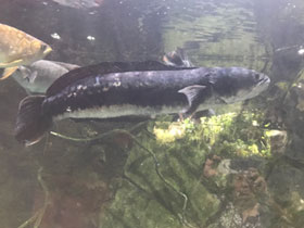 Фото Giant snakehead
