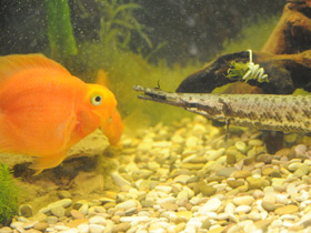Фото Red Parrot Cichlid